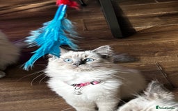 Ragdoll cats for sale: One Stunning Ragdoll Kitten Available Now - Image 4