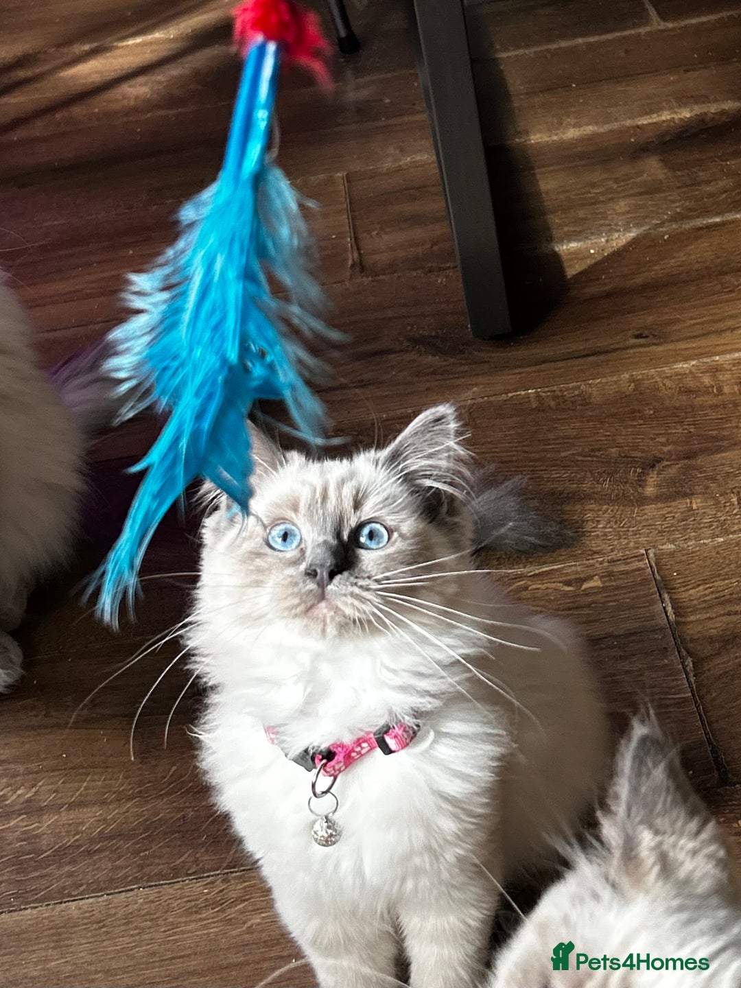 Ragdoll cats for sale: One Stunning Ragdoll Kitten Available Now - Image 4