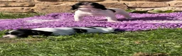 English Springer Spaniel dogs for sale: B/W PLAYFUL LITTER SPRINGER SPANIELS,HEALTH TESTED - Advert 16