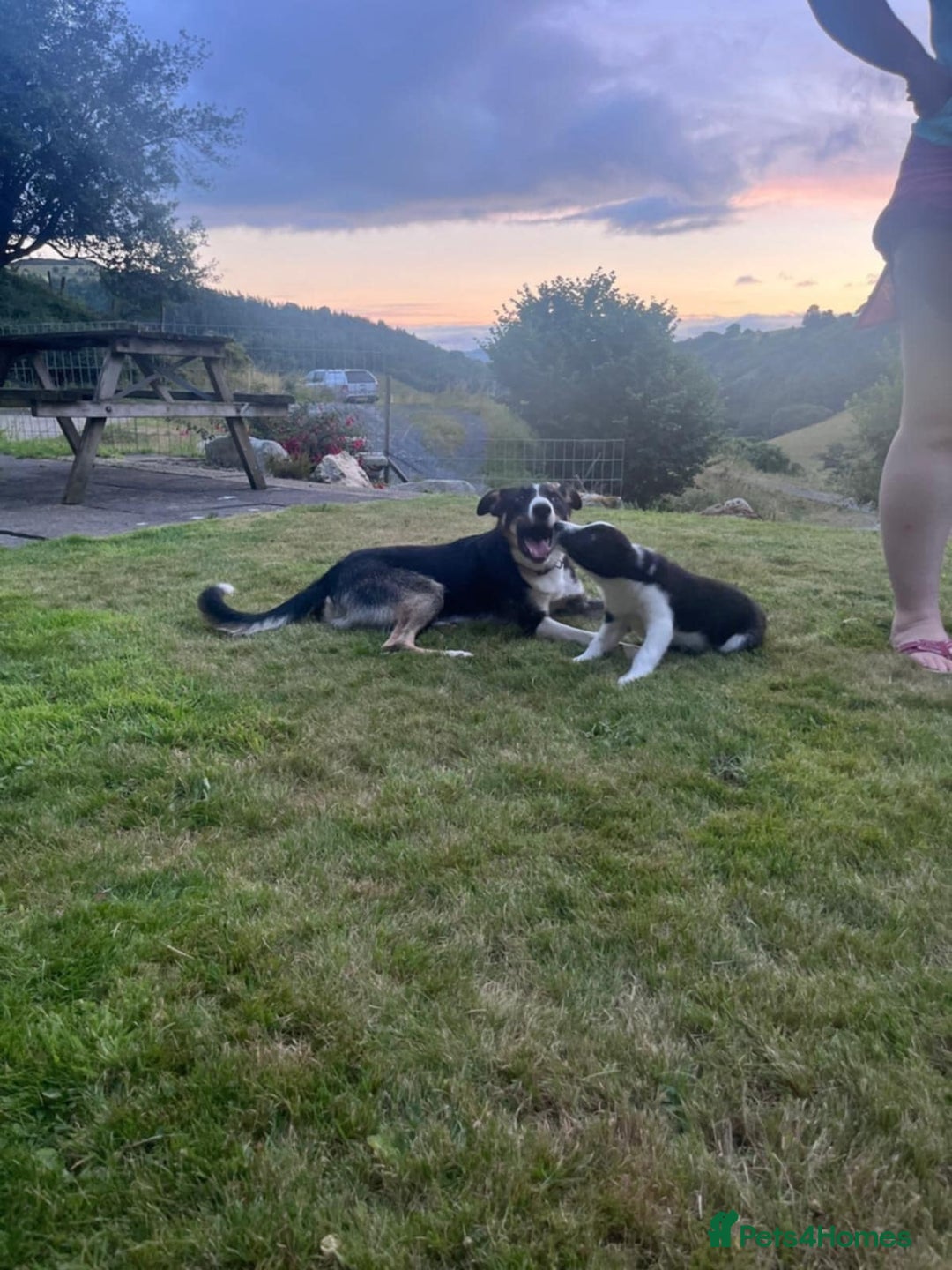 Border Collie dogs for sale: Gorgeous Farm bred sheepdog puppies - Image 10