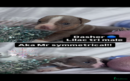 English Bulldog dogs for sale: 11 wonderful healthy happy bulldog babies  - Advert 12