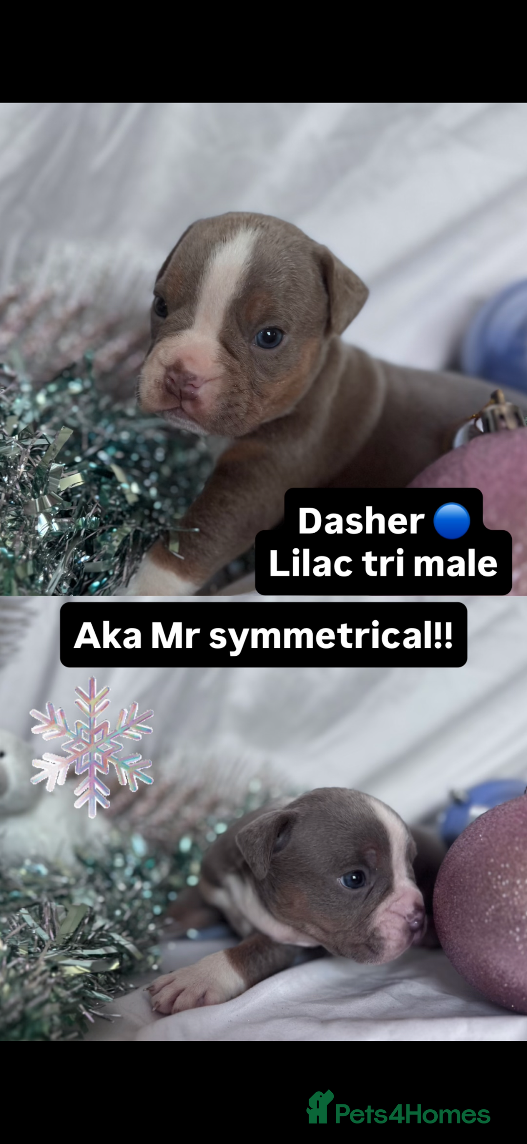 English Bulldog dogs for sale: 11 wonderful healthy happy bulldog babies  - Advert 12