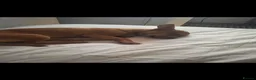 Chihuahua dogs for sale: Male chihuahua for sale  in Cardiff - Advert 5