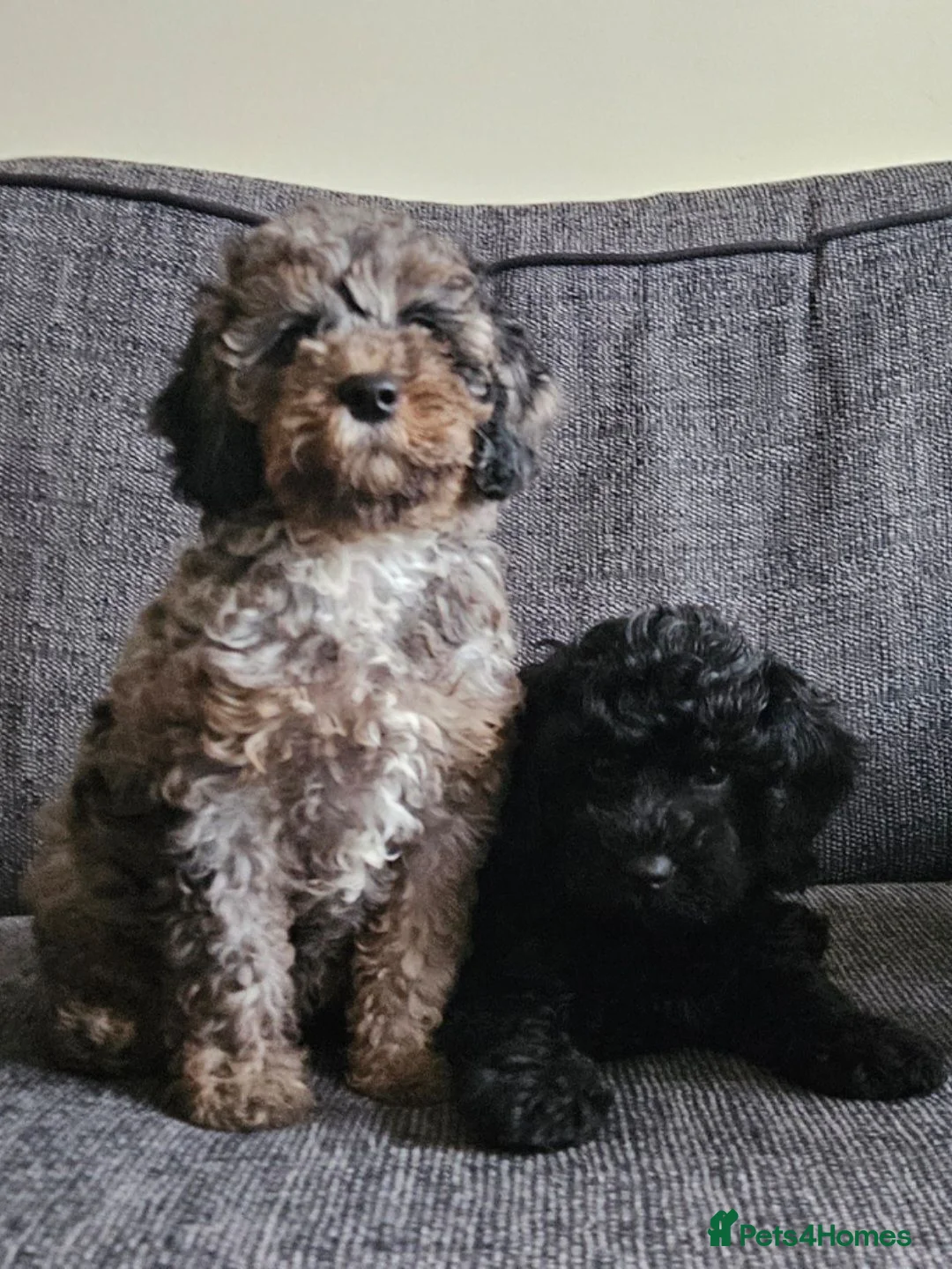 Cavapoo dogs for sale: READYtoday. Cavapoos puppies - Advert 1