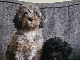 Cavapoo dogs READYtoday. Cavapoos puppies - Advert 1