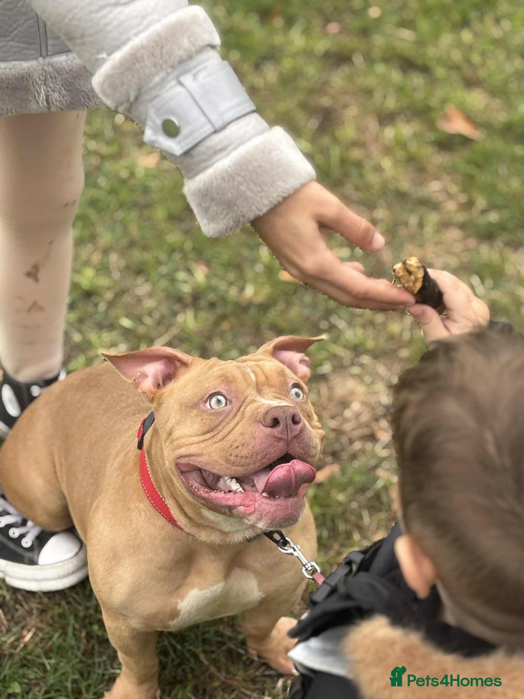 American Bully dogs for sale: 7 month old pocket bully  - Image 2