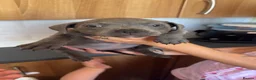 Staffordshire Bull Terrier dogs for sale: Beautiful staff pups - Advert 3
