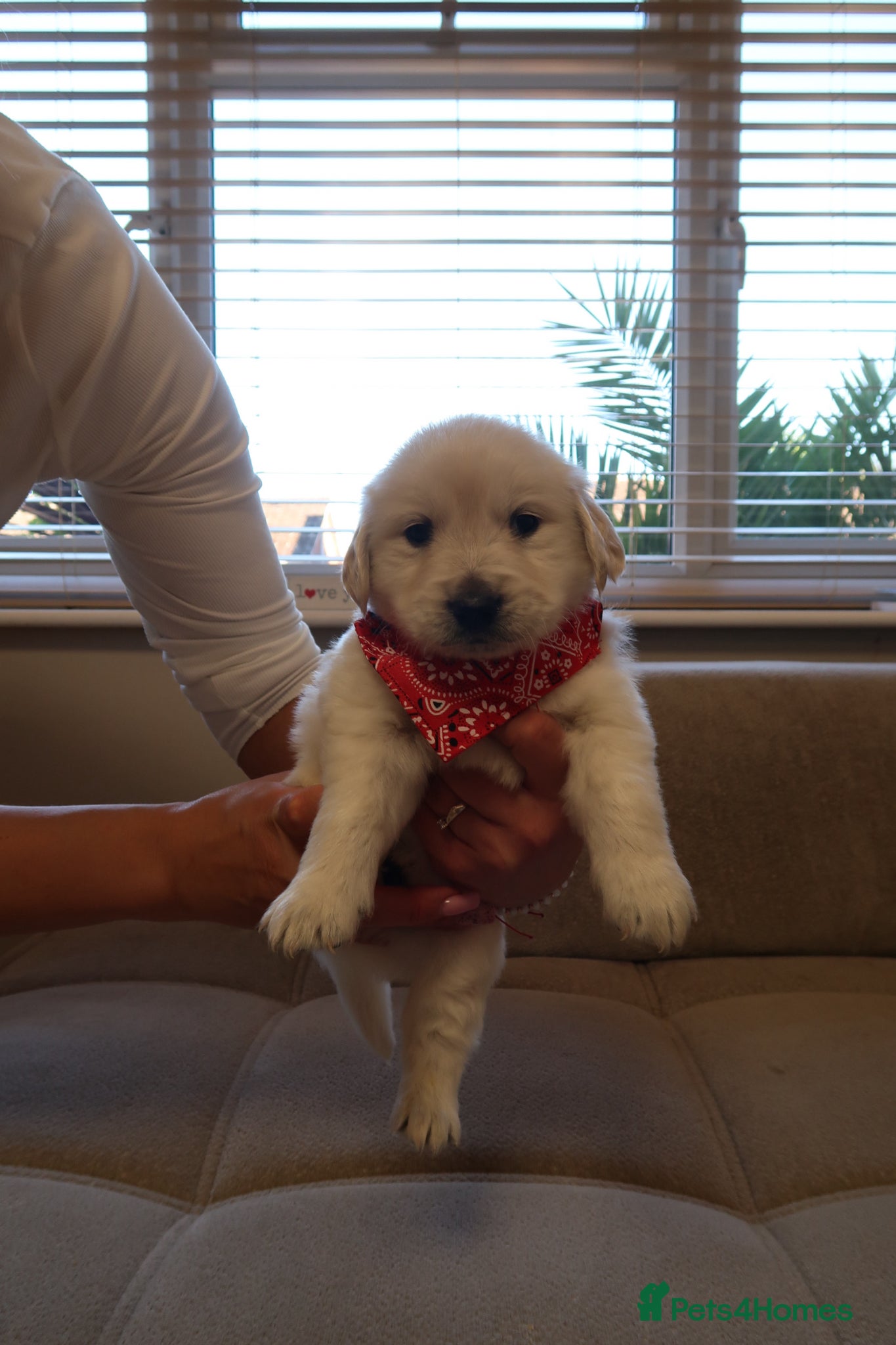 Golden Retriever dogs for sale: Pure bread puppies - Advert 12