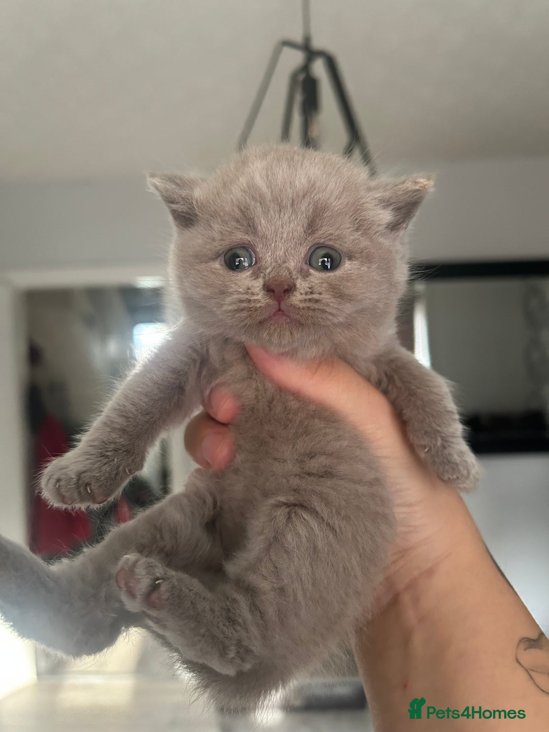 British Shorthair cats for sale: British short haired kittens ❤️ - Advert 2