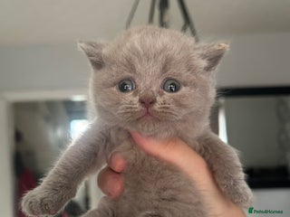 British Shorthair cats - Advert 17