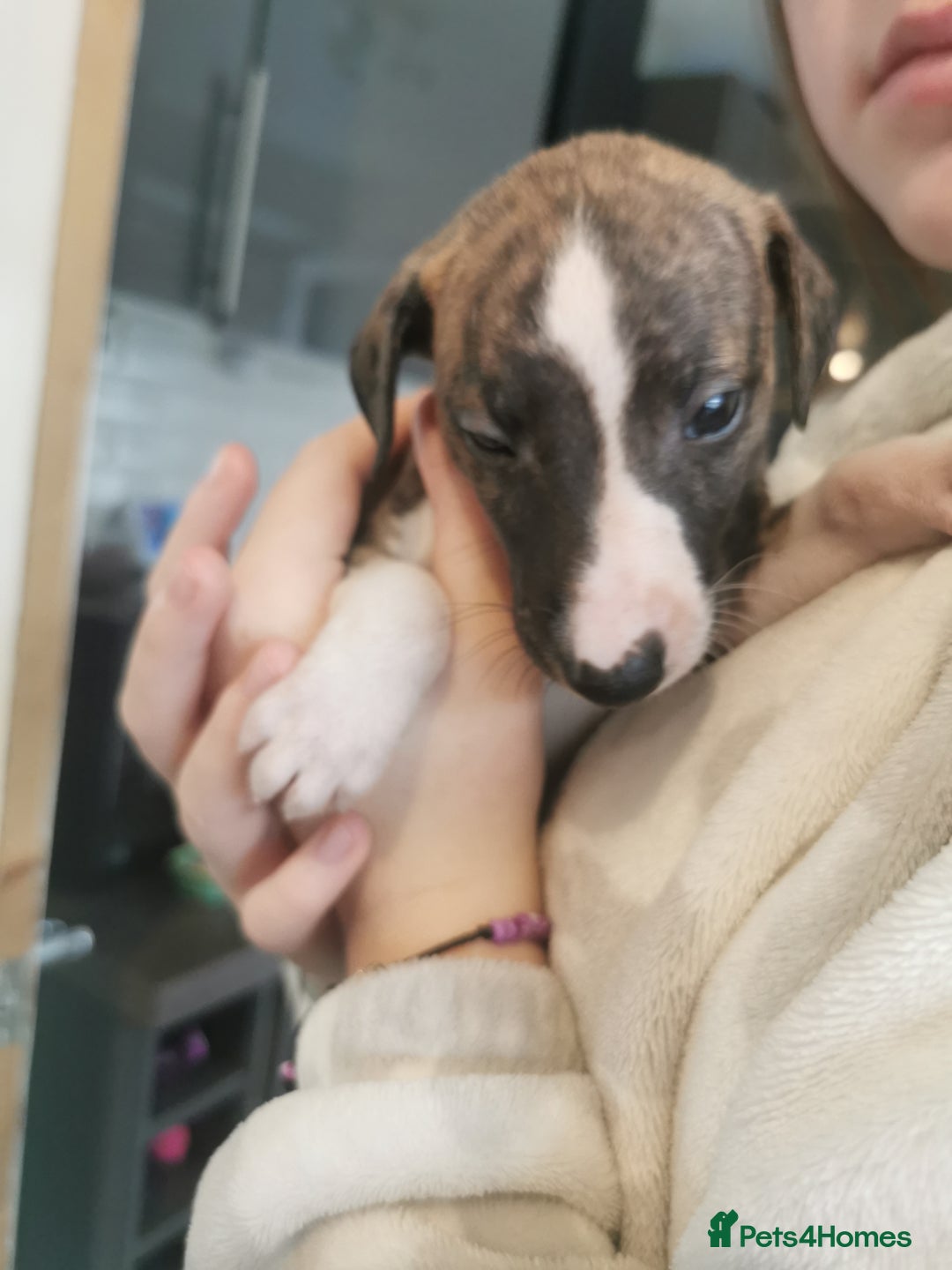 Whippet dogs for sale: Petite whippet puppies  - Image 11