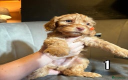 Cockapoo dogs for sale: Lovely Male Cockapoo puppies.  - Image 1