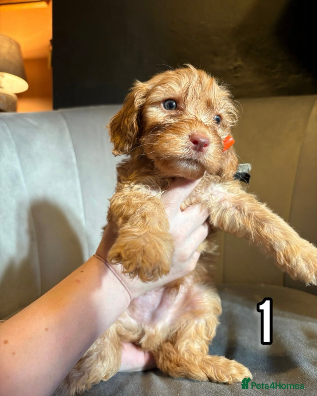 Cockapoo dogs for sale: Lovely Male Cockapoo puppies.  - Image 1