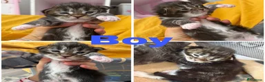 Maine Coon 1