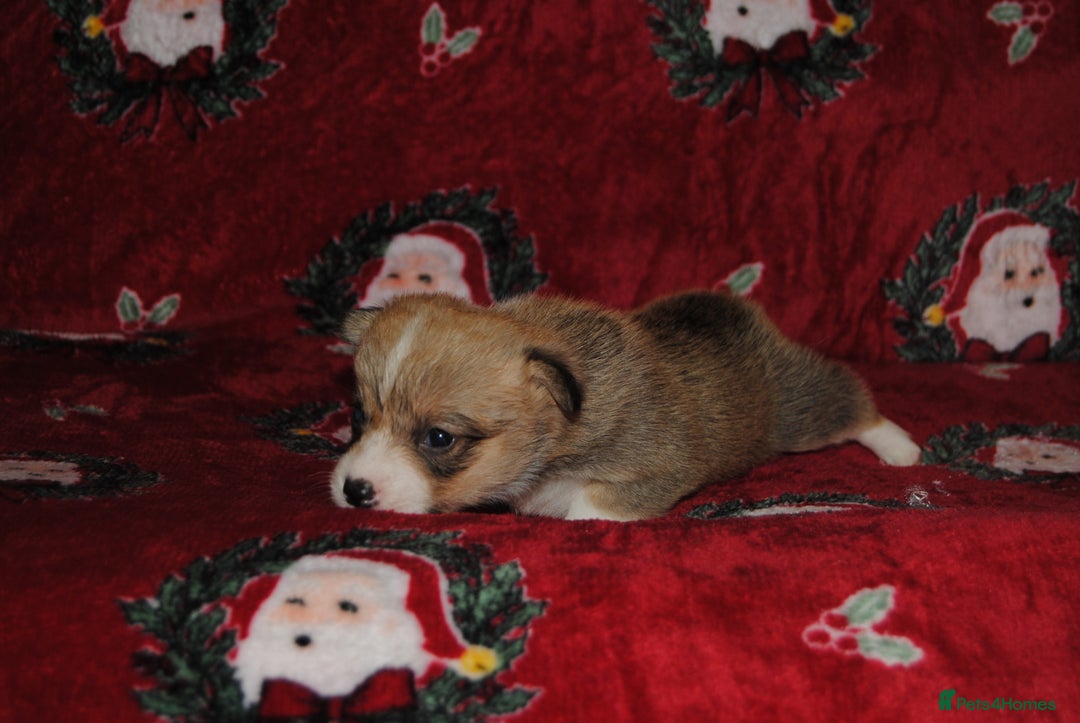 Welsh Corgi Pembroke dogs for sale: Welsh Pembroke Corgi Puppies - Girls Available - Advert 21