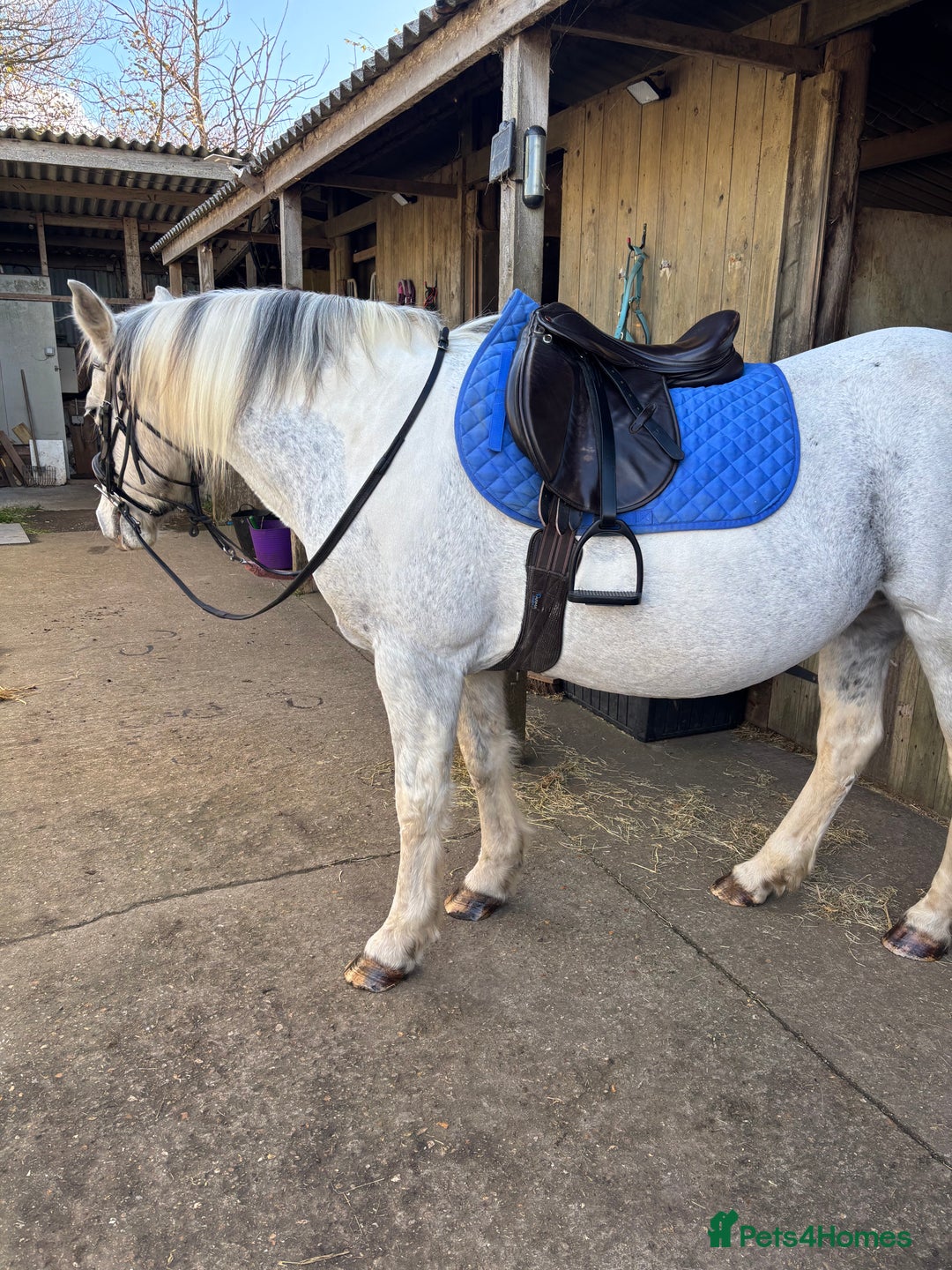 Other Breed horses for sale: 17 year old cob x Arab 14h 1 - Advert 3