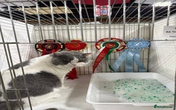 British Shorthair cats for sale: Blue Male BSH kitten  - Image 8