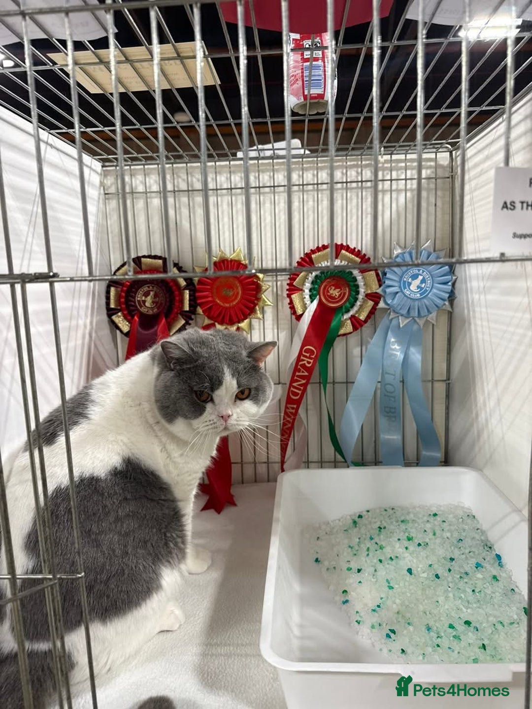 British Shorthair cats for sale: Blue Male BSH kitten  - Image 8