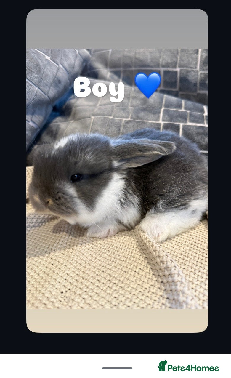 French Lop rabbits Stunning French lops available 23rd march  - Advert 5