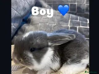 French Lop rabbits Stunning French lops available 23rd march - Advert 5