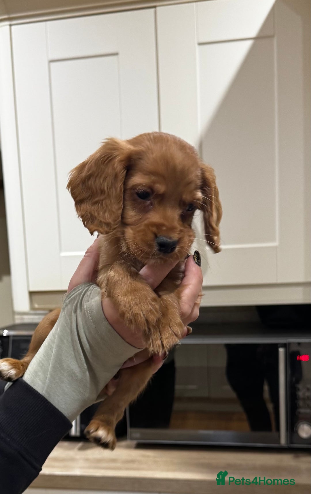 Cocker Spaniel dogs for sale: Beautiful Dark Red KC Registered Cocker Pups - Advert 24