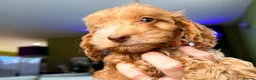 Cockapoo dogs for sale: F1 Cute Fluffy Pups ready to Go Home  - Advert 13