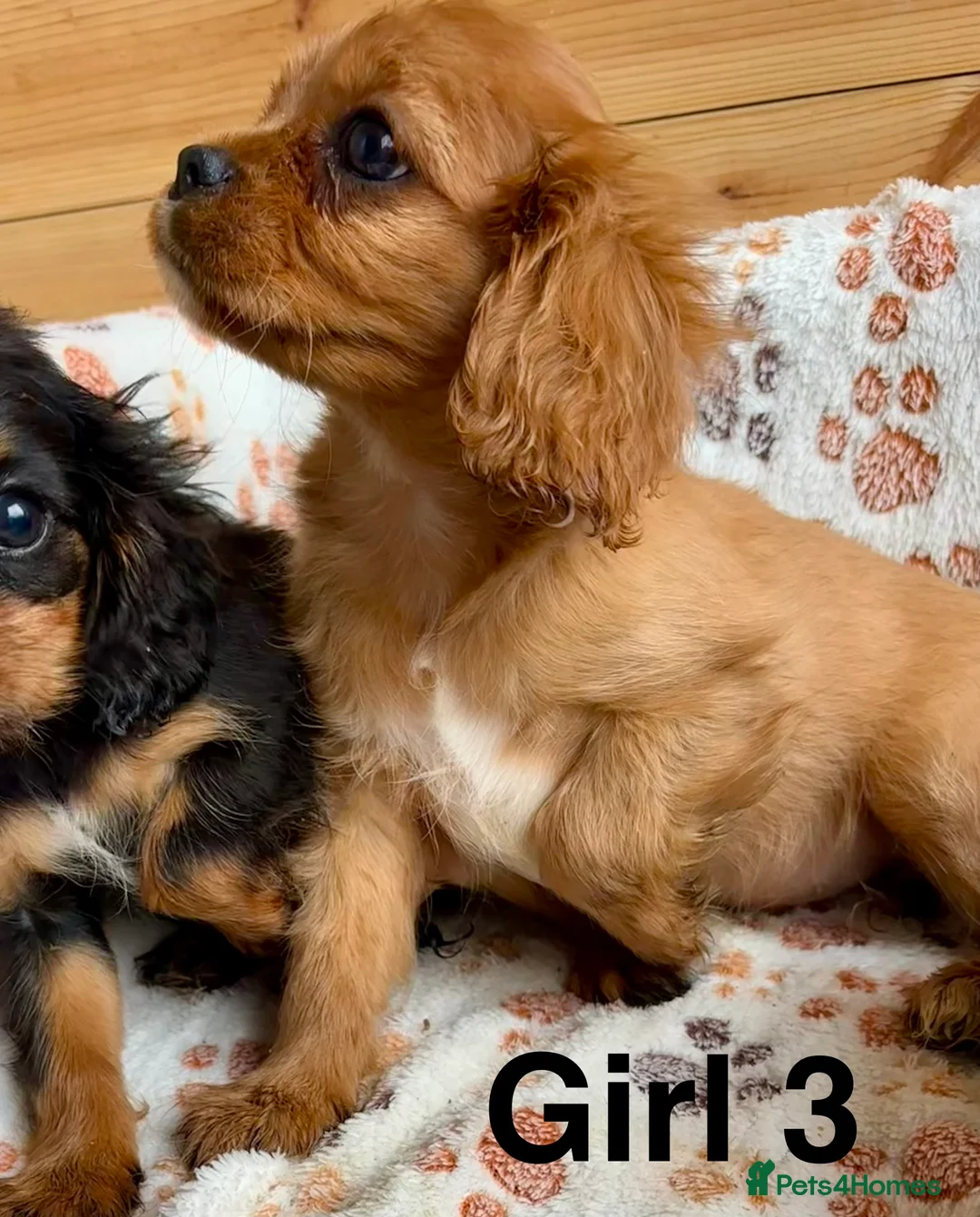 Cavalier King Charles Spaniel dogs for sale: Beautiful puppies looking for forever homes - Advert 12