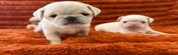Pug dogs for sale: Perfect pug Puppies - Advert 9