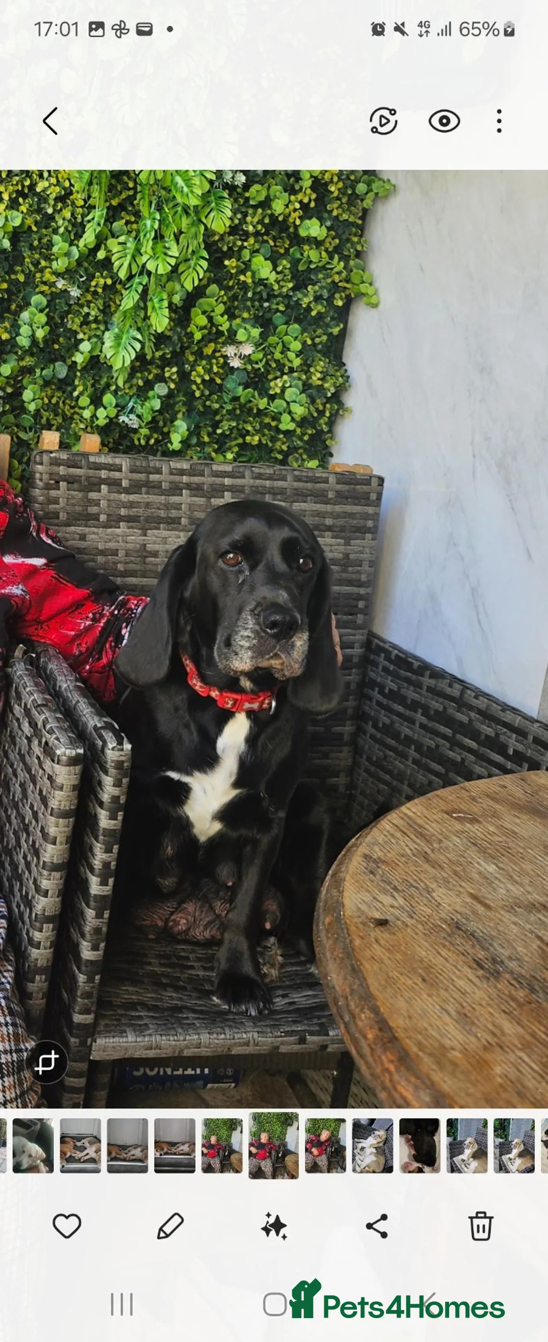 Bocker dogs for sale: Bocker puppies luking new home  in Boston - Advert 1