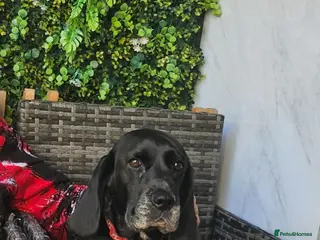 Bocker dogs Bocker puppies luking new home - Advert 8