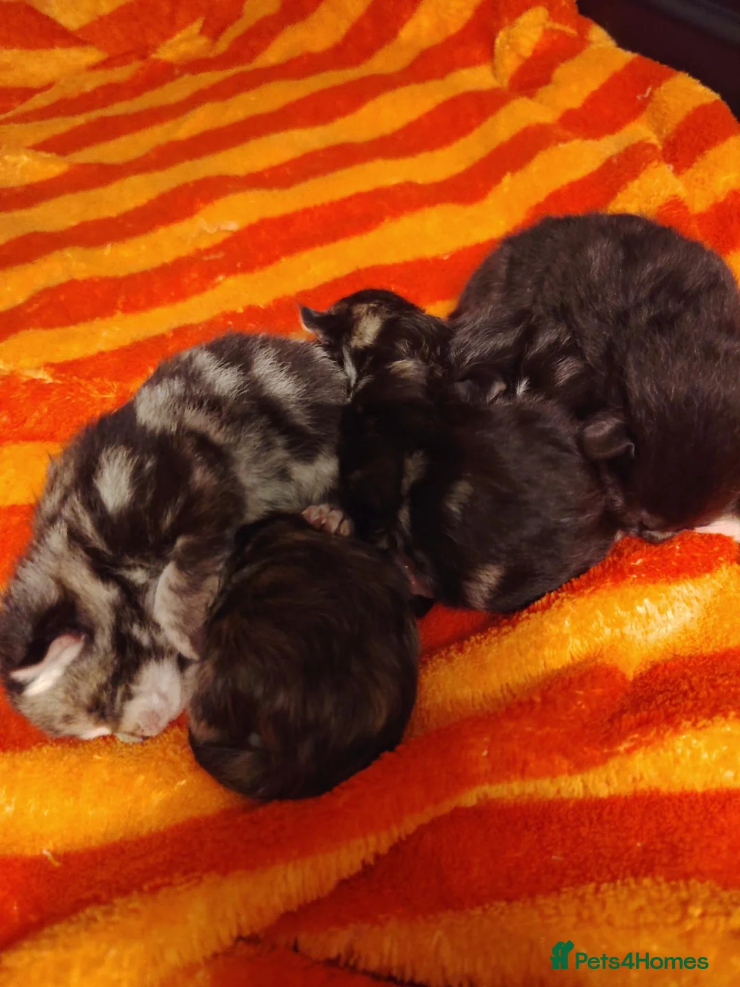Maine Coon cats for sale: Luxury perdoll kittens in Shrewsbury - Advert 2