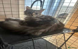Maine Coon cats for sale: Active Maine Coon breeding queen - Image 2