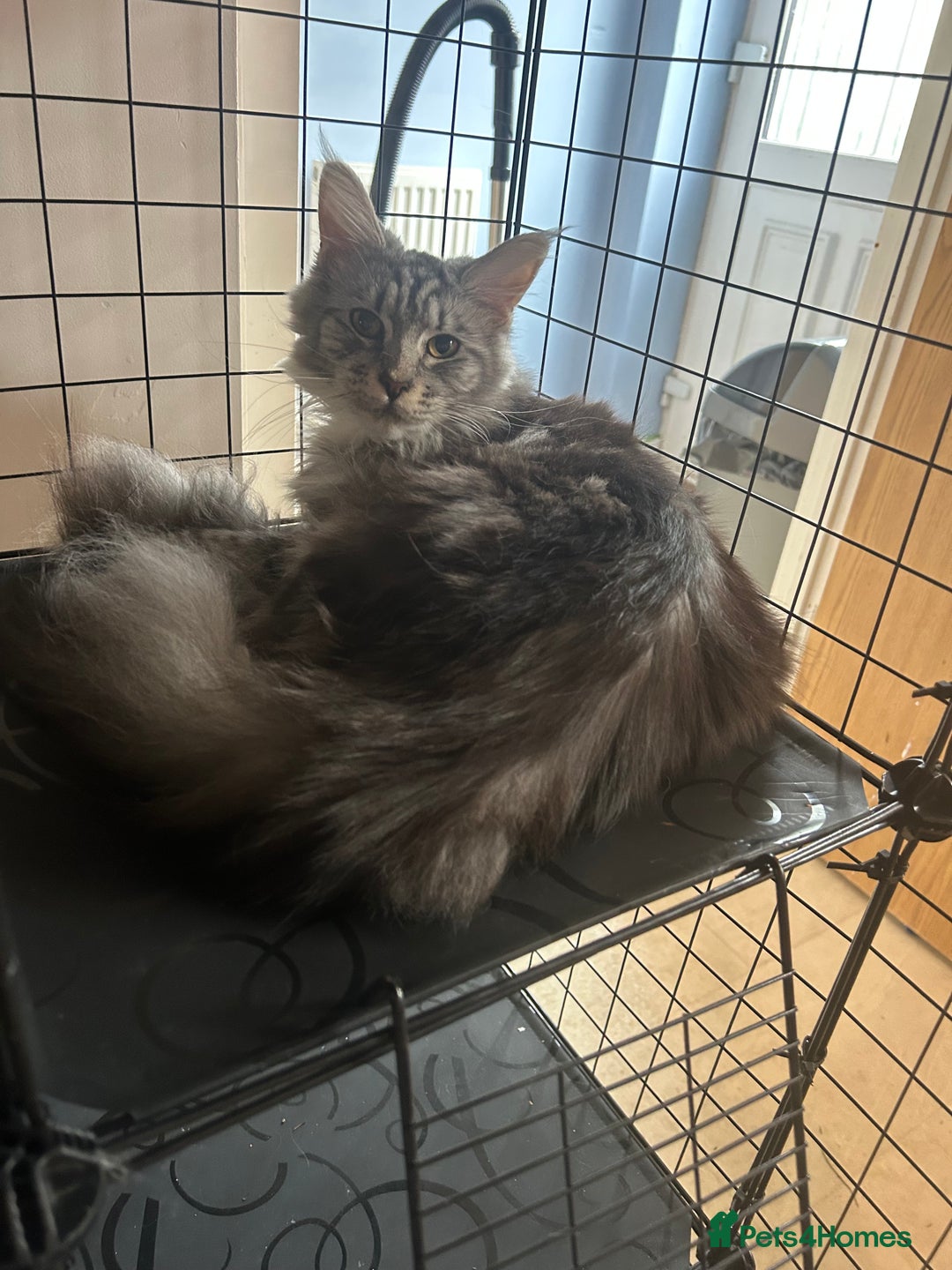 Maine Coon cats for sale: Active Maine Coon breeding queen - Image 2