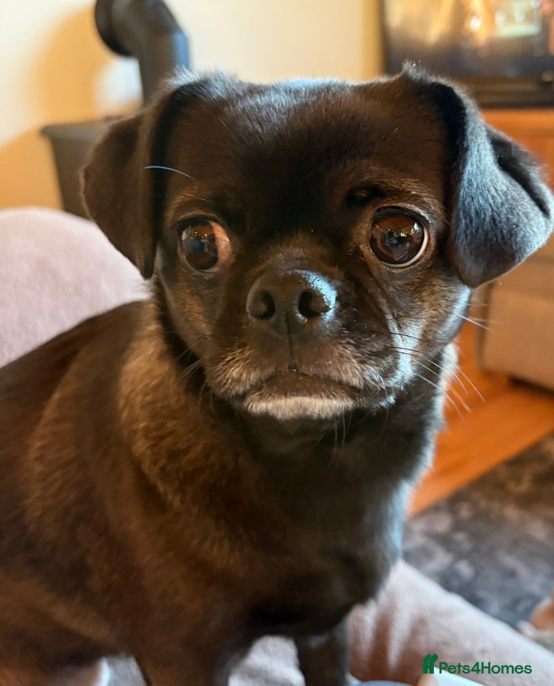 Mixed Breed dogs for sale: Quiet dedicated home needed.  - Advert 1