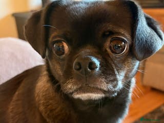 Mixed Breed dogs Quiet dedicated home needed. - Advert 12