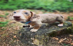 Miniature Dachshund dogs for stud: Mini Dachshund proven stud - Jelly - Image 3