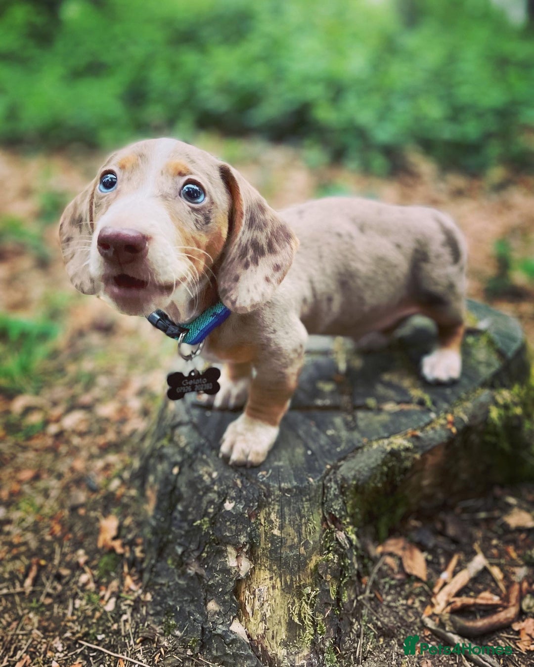 Miniature Dachshund dogs for stud: Mini Dachshund proven stud - Jelly - Image 3