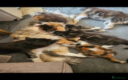 Mixed Breed cats for sale: Beautiful long haired mixed breed kittens  - Image 9