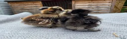 Chickens poultry for sale: USA Silkie Chicks - Advert 3