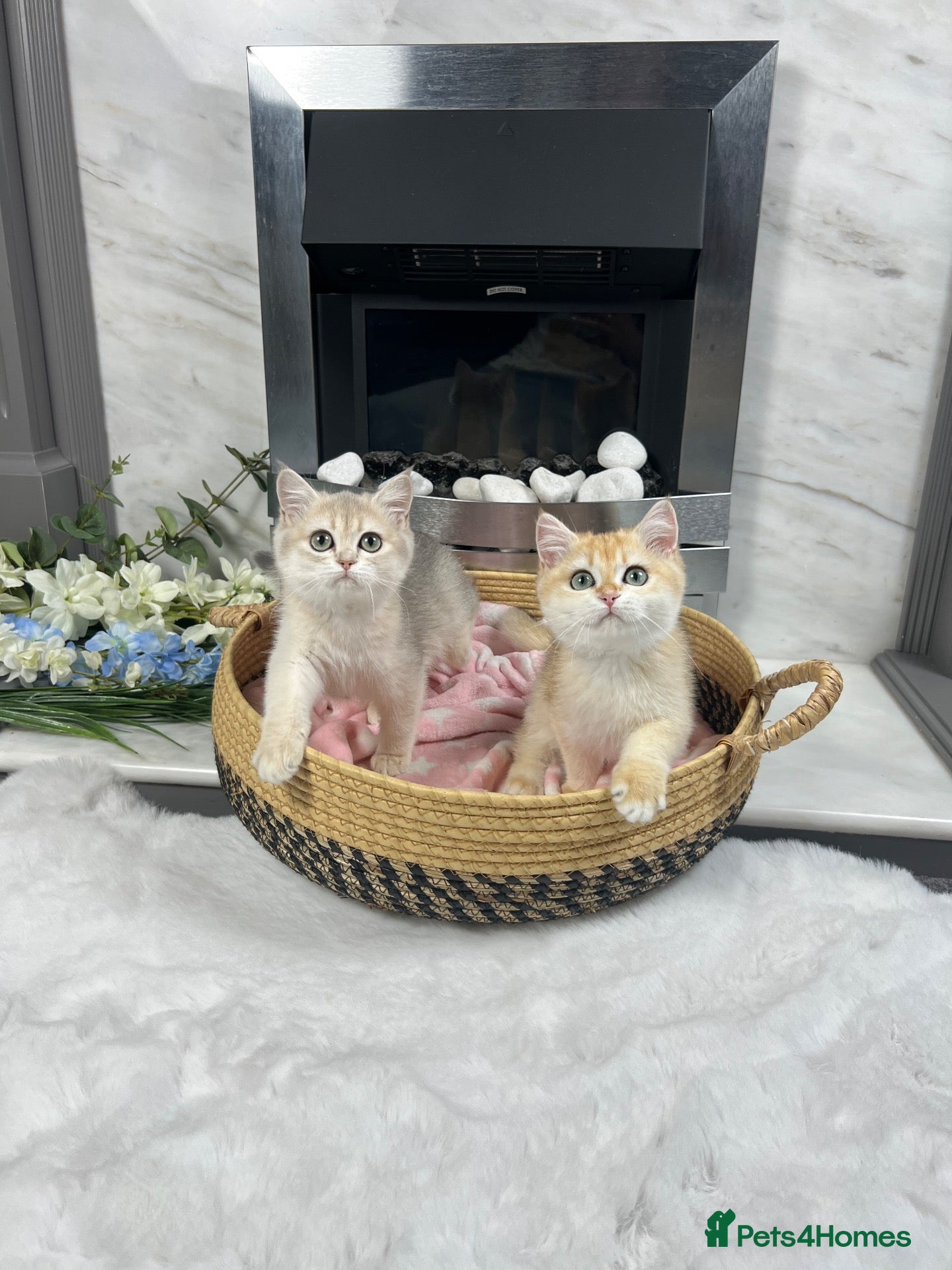 British Shorthair cats Beautiful Golden British Shorthair Kittens   - Advert 2