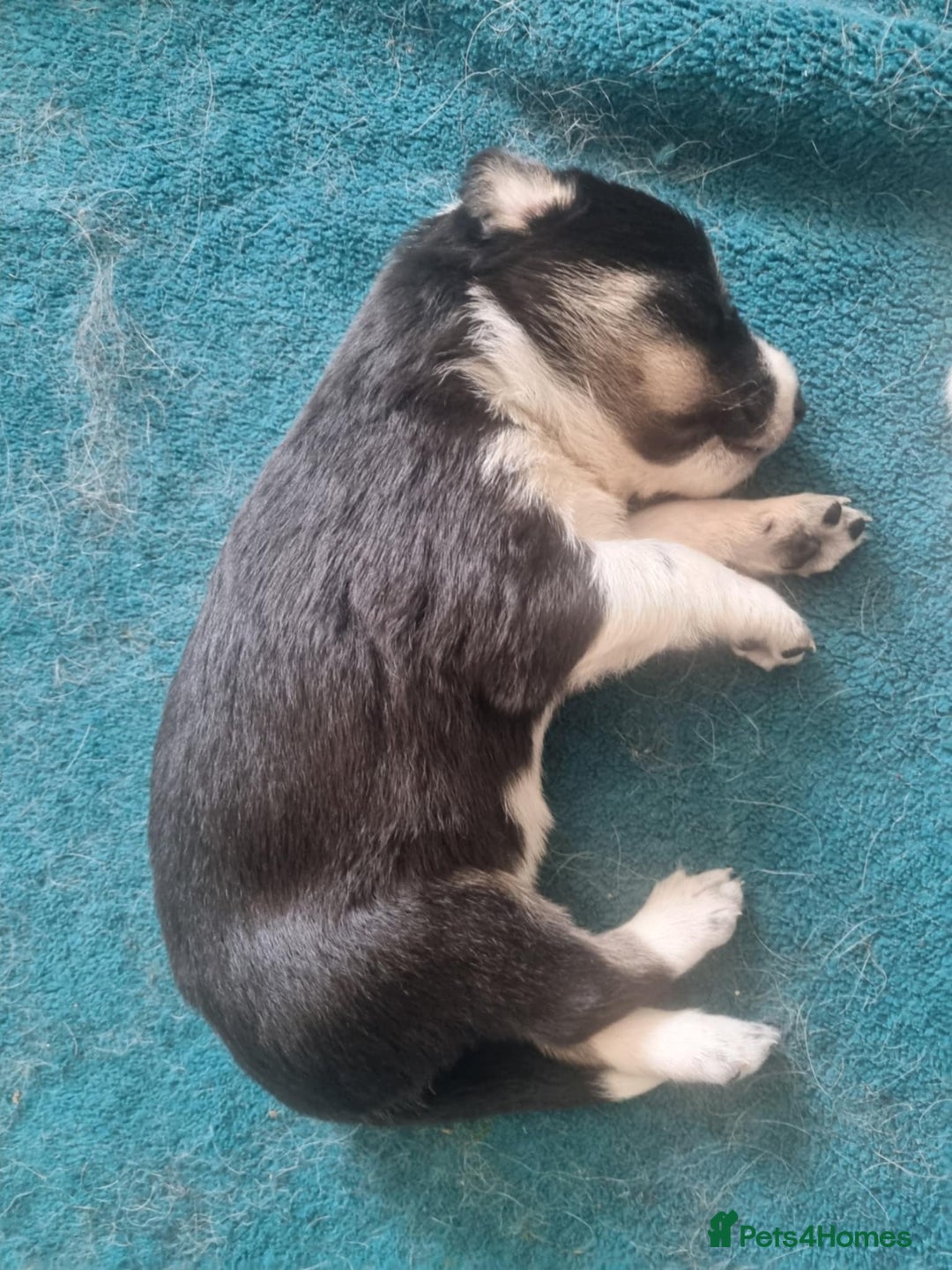 Border Collie dogs for sale: new litter of border collie pups for sale  - Image 3