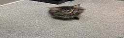 Mixed Breed cats for sale: Two gorgeous tabby sibling kittens  - Advert 5
