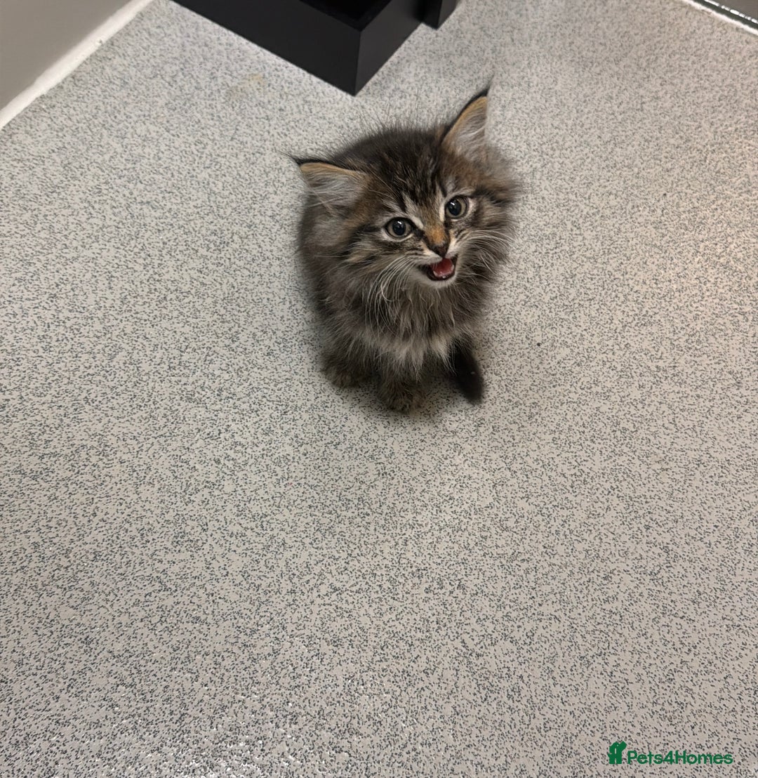 Mixed Breed cats for sale: Two gorgeous tabby sibling kittens  - Advert 5