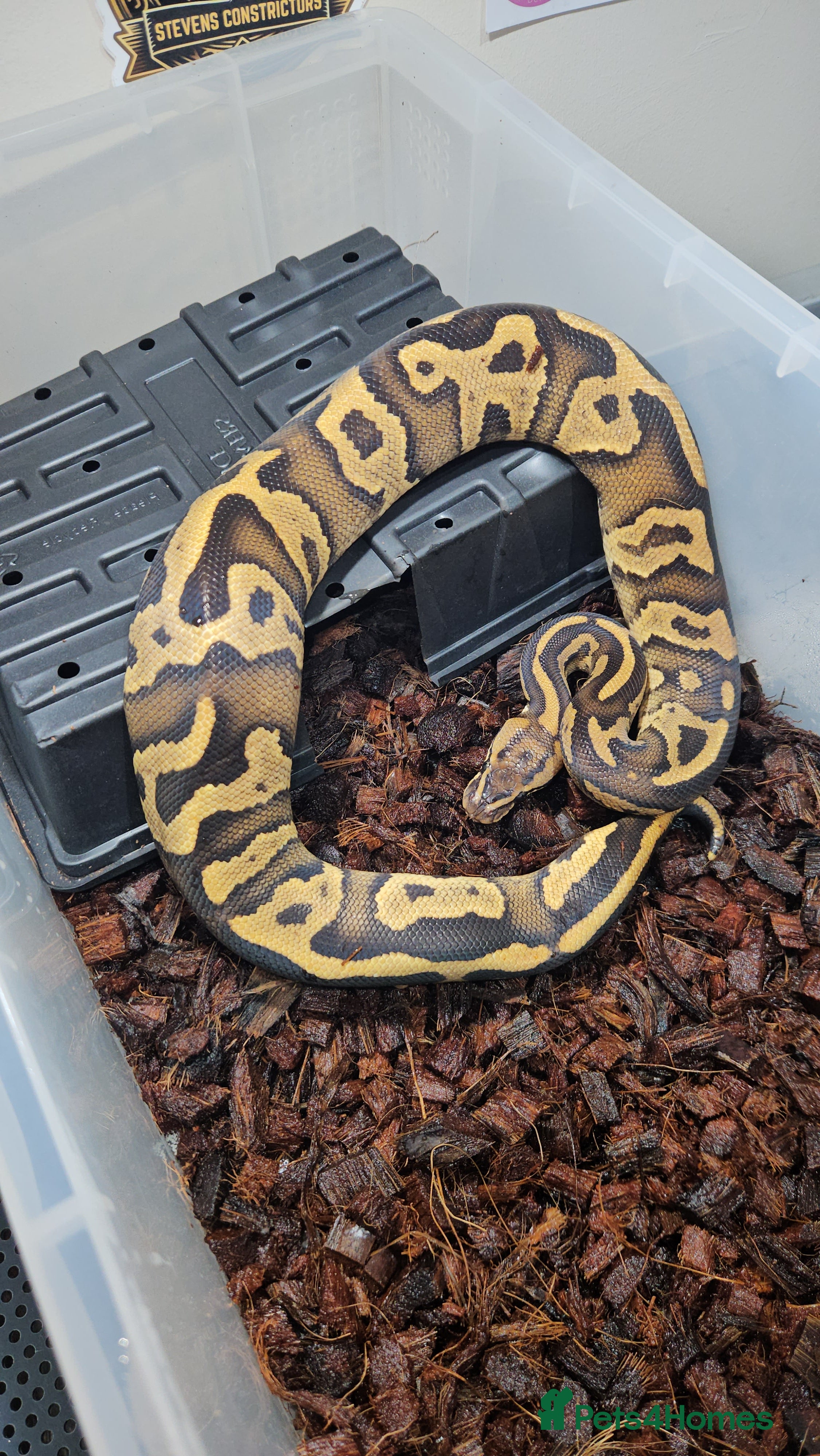 Python Snake reptiles Fire leopard het clown ball python  - Advert 1