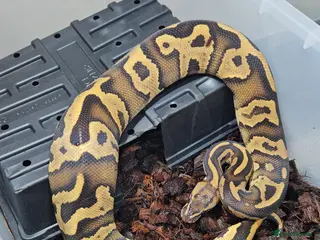 Python Snake reptiles Fire leopard het clown ball python - Advert 1