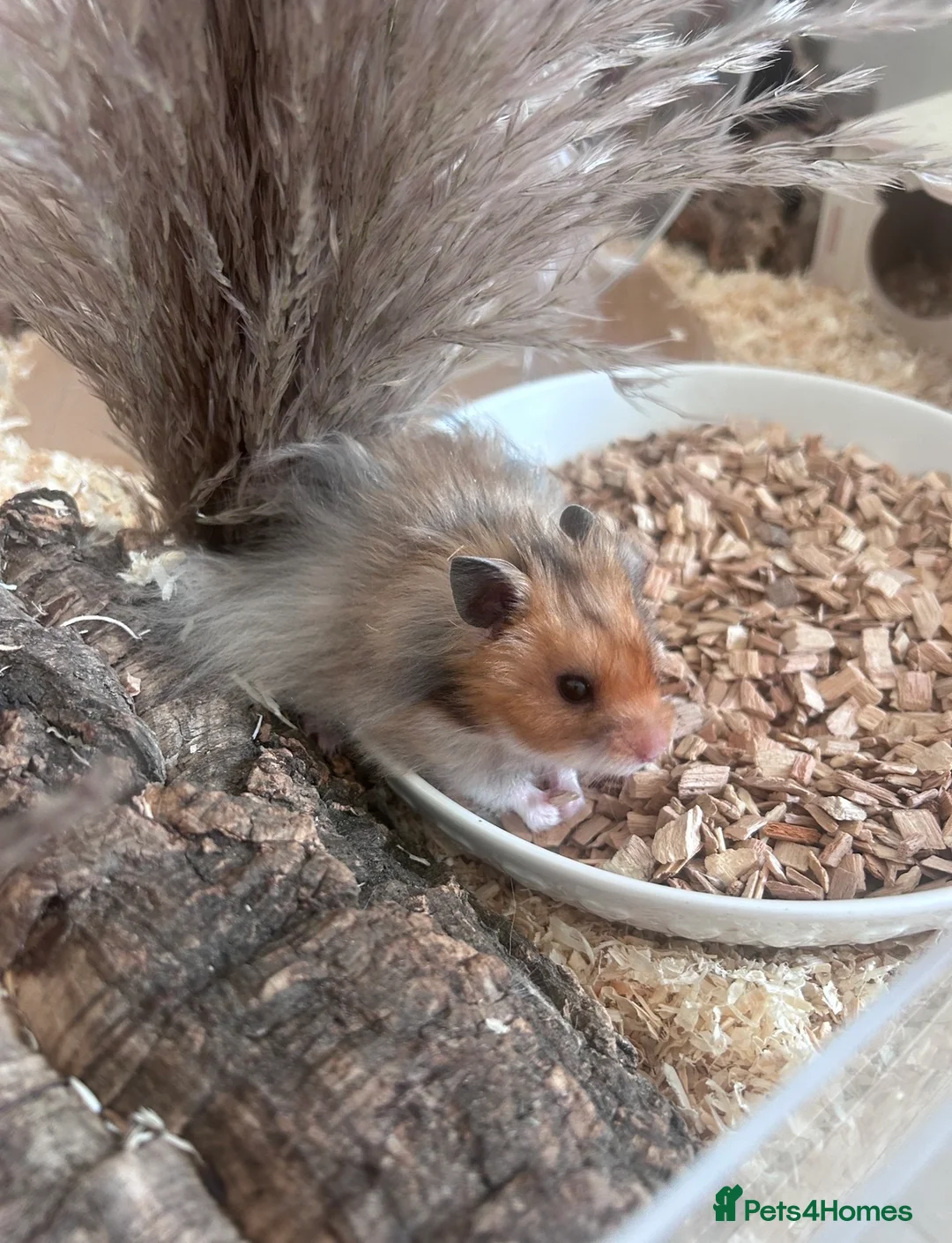 Hamster rodents for sale: Male long haired syrian hamster - Advert 1