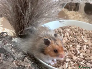 Hamster rodents Male long haired syrian hamster - Advert 1