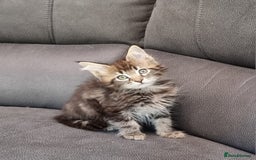 Maine Coon cats for sale: GCCF Pedigree Maine Coon Kittens for sale  - Image 31