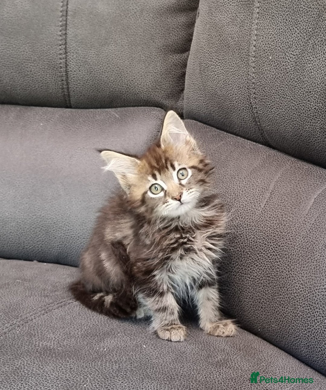 Maine Coon cats for sale: GCCF Pedigree Maine Coon Kittens for sale  - Image 31