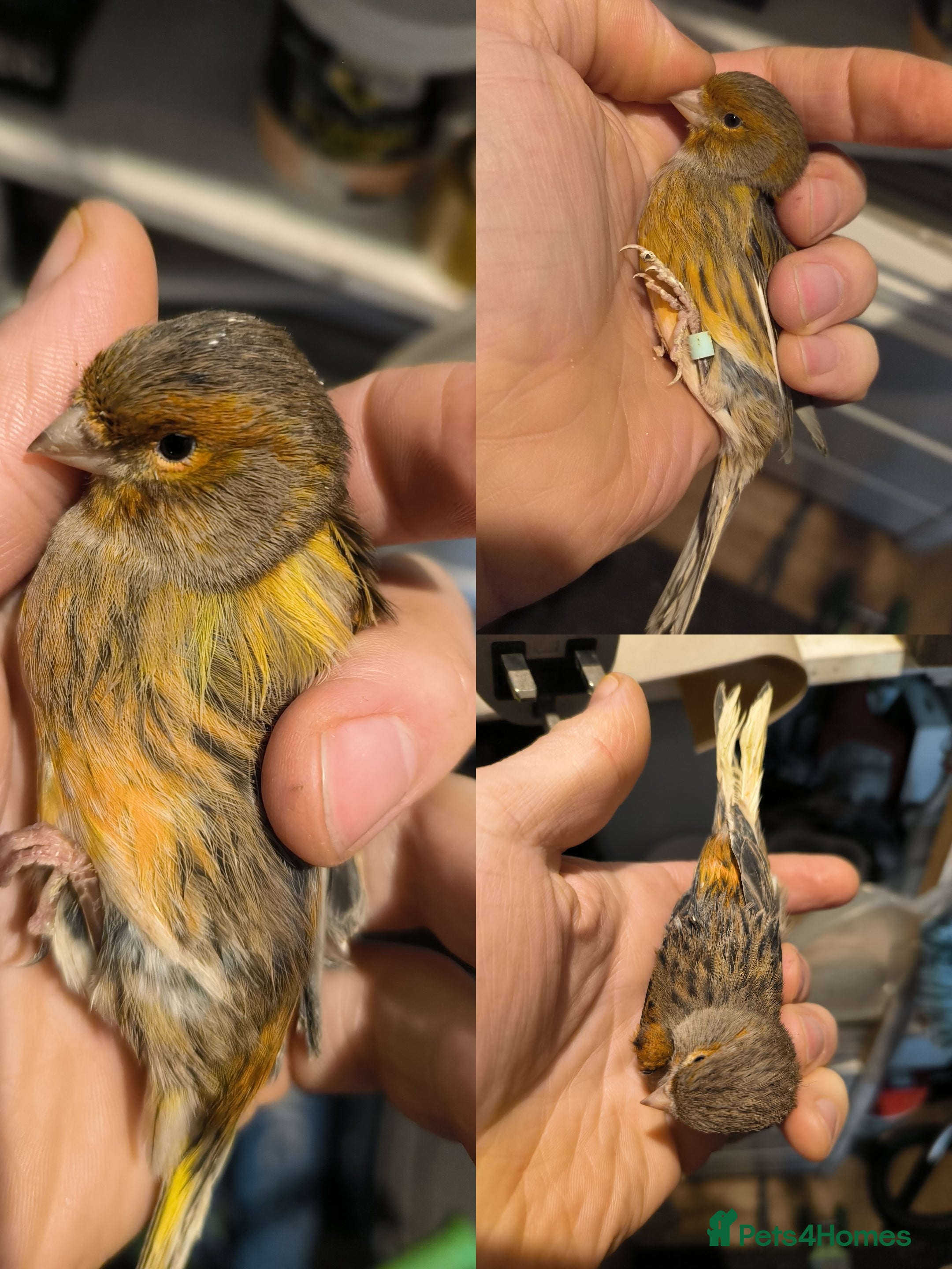 Canaries birds 5 beautiful 2025 canaries  - Advert 9